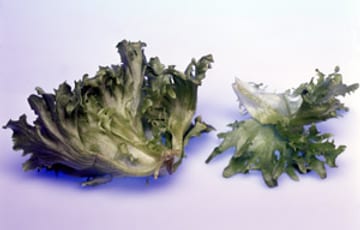 Jääsalaatti