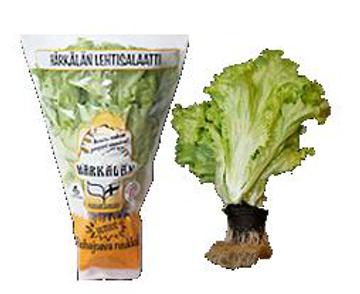 Lehtisalaatti