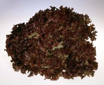 Lollo Rosso