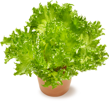 Oksasen puutarha Crispy jääsalaatti