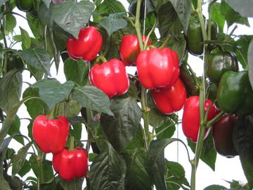 Paprika