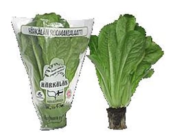 Roomansalaatti