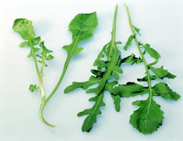 Rucola