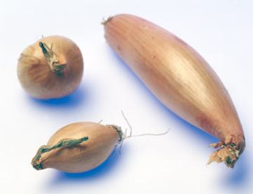 Salottisipuli