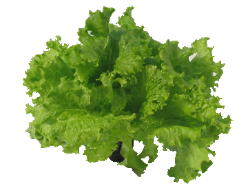 Lehtisalaatti