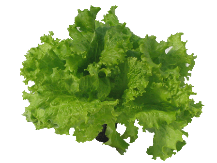 Lehtisalaatti