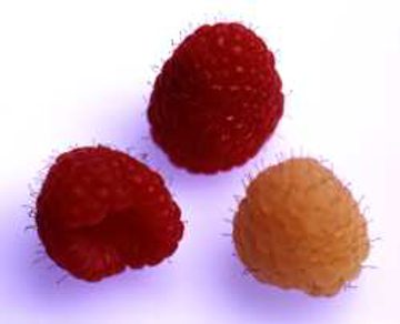 Ruutiaisen puutarhan vadelma